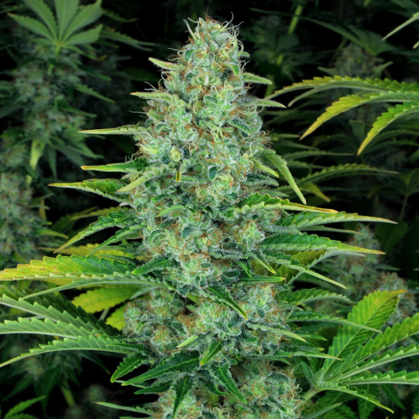 2x1 Ice Cream Fem (x3) - Paradise Seeds