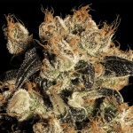 white berry