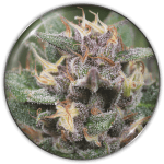 Bluehell auto (X3) + 2 edición limitada (REGALO) Medical Seeds