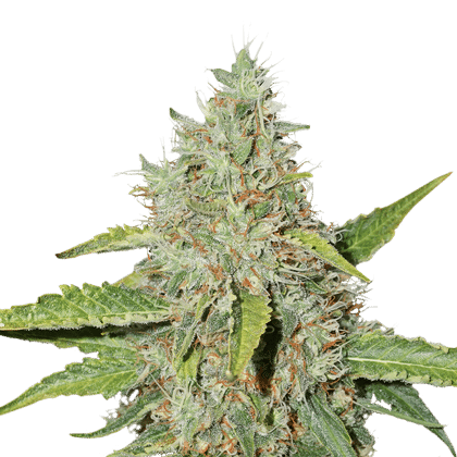 Norhtern Lights CBD de Pyramid Seeds