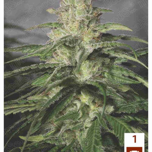 Og Kush CBD (x3) Medical Seeds