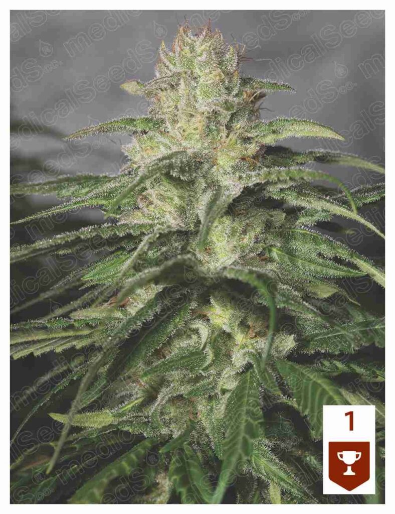 Og Kush CBD (x3) Medical Seeds