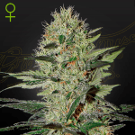 Exodus cheese auto (x3) - Green House Seeds - Remate del huaso