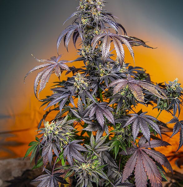 RED GORILLA GIRL XL AUTO® (3+1)