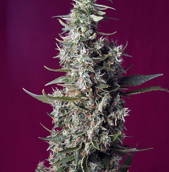 Sweet Cherry Pie de Sweet Seeds (3+1)