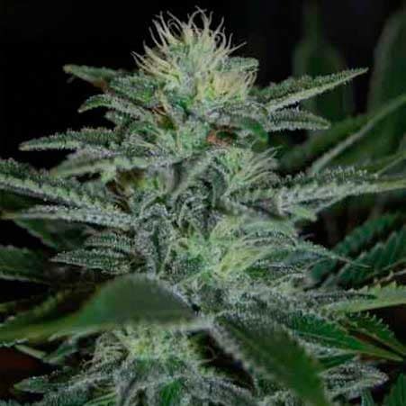 Auto White Widow de Pyramid Seeds