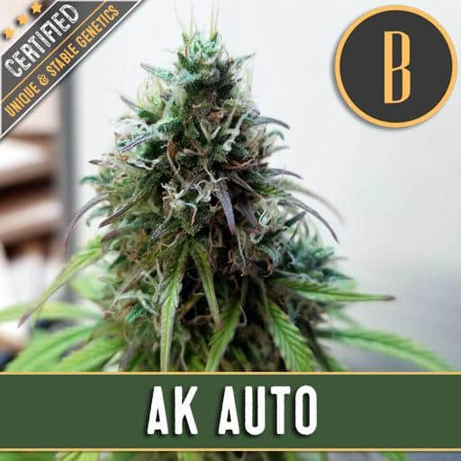 Ak Auto (x3)