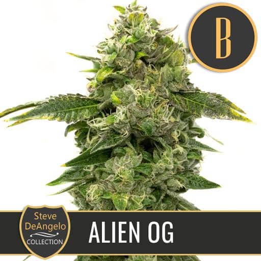 Steve´s Alien Og (x3)