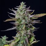 Blue Cheese auto