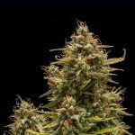 Blue Cheese auto