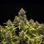 Blue Cheese auto