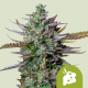 Blue cheese auto