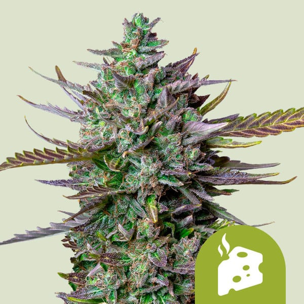 Blue cheese auto