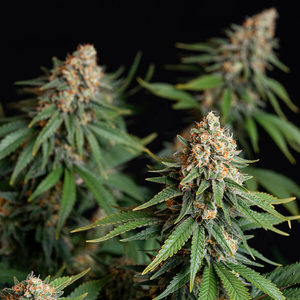 Bubble Kush
