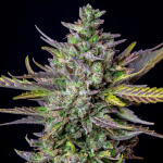 Bubble kush auto