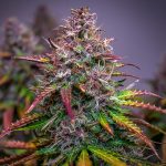 Bubble kush auto