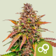 Bubble kush auto