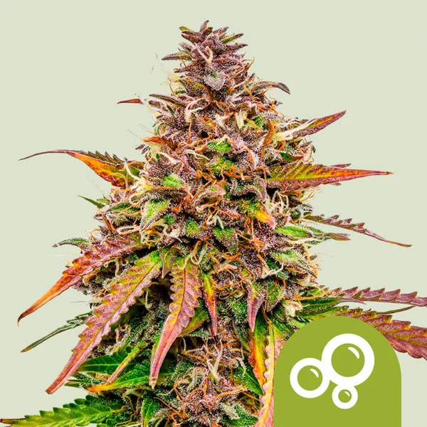 Bubble kush auto