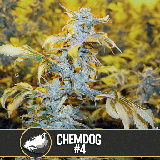 ChemDog #4 (x3)