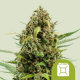 Diesel auto