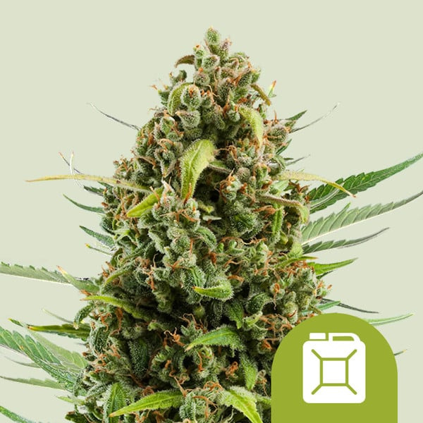 Diesel auto