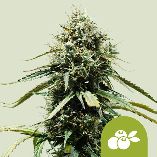 Haze berry auto