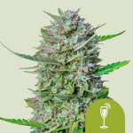 Mimosa auto
