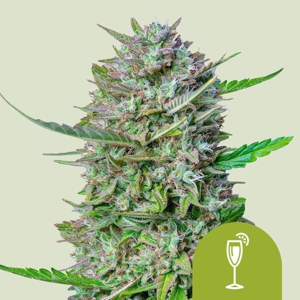 Mimosa auto