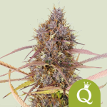 Purple Queen auto
