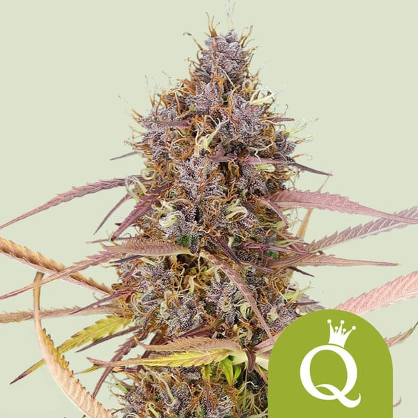 Purple Queen auto