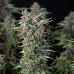Dosidos automatic
