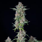 Dosidos automatic