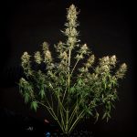 Fat banana auto