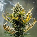 Fat banana auto