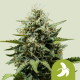 Fat banana auto