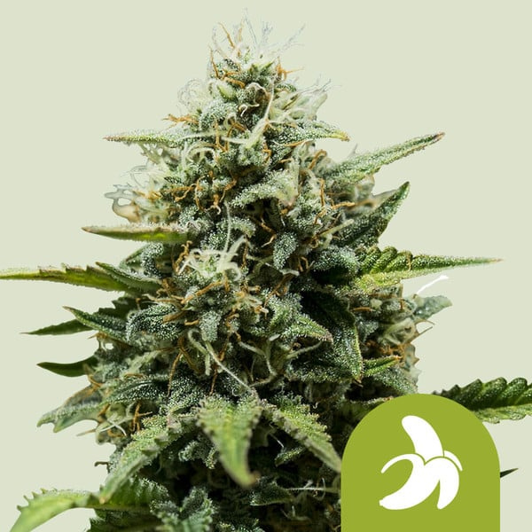 Fat banana auto