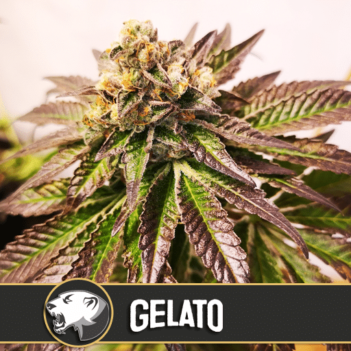 Gelato (x3)