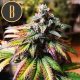 Gorilla G4 auto
