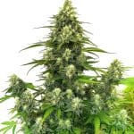 Gorilla G4 auto