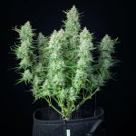 Green Gelato auto