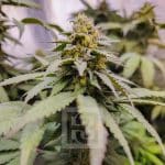 Grizzly purple kush