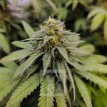 Grizzly purple kush