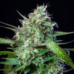 Mimosa auto
