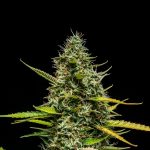 Mimosa auto
