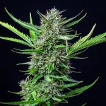 Mimosa auto