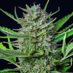 Mimosa auto