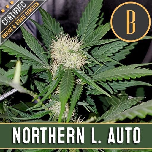 Northern Auto (x3)