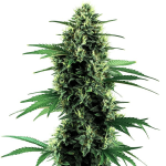 Northern lights auto de blimburn