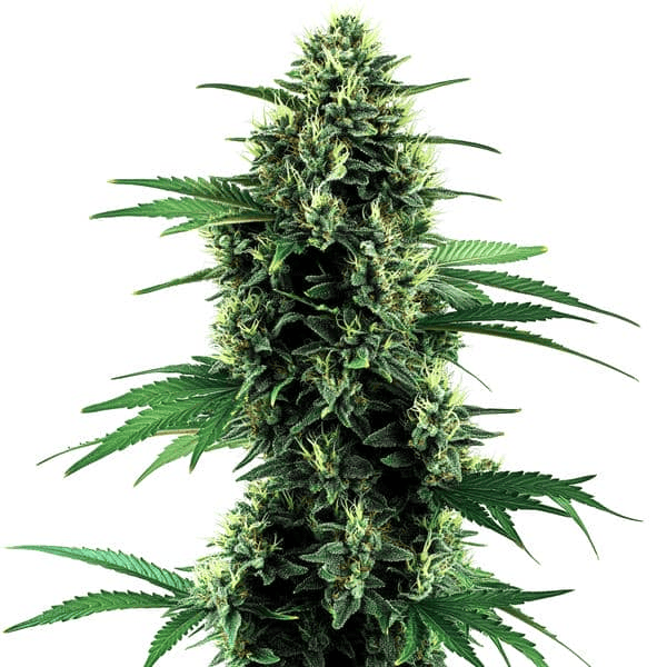 Northern lights auto de blimburn