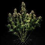 Purple punch automatic